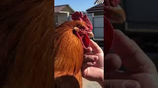 What to cook from a rooster?