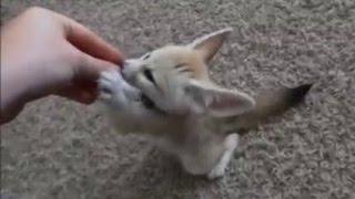 Training the Baby Fennec Fox to Sit