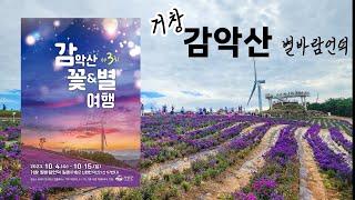 20230929 거창 감악산 아스타국화 개화상태 & 제3회 감악산 꽃&별 여행 축제정보