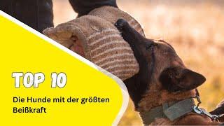 Top 10 Hunde mit der größten Beißkraft ⎮DieHundezeitung