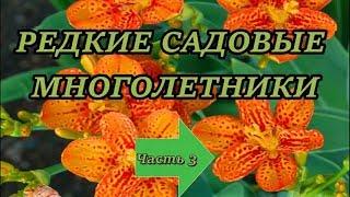 РЕДКИЕ МНОГОЛЕТНИКИ САДОВЫЕ. Часть 3