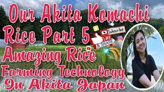 How Do We Produce Our Akita Komachi Rice/Amazing Rice Planting Technology In Japan/ 日本　の　秋田こまち　ライス