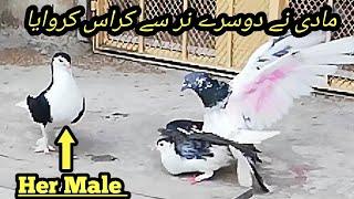 Female Pigeon Pair With Other Male and Left Her Own Sherazi Male