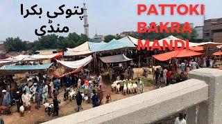 #pattoki #pattokibakramandi #viral #bakramandipattoki #trending  SADA SHAUK|| Pattoki Bakra Mandi ||