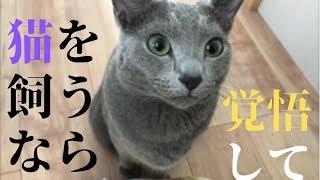 猫を飼うと覚悟しておくべきこと（ロシアンブルー）