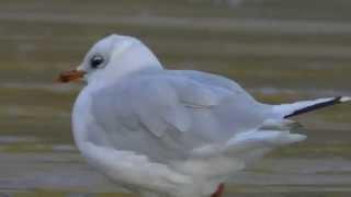 Mediterranean Gull at Caswell Bay, Gower