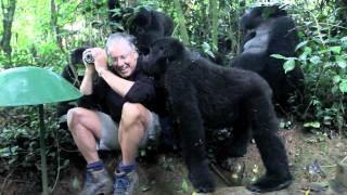 Touched by a Wild Mountain Gorilla: The Original