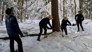 AMISH LOGGING.... I bet you've never seen anything like this!!! #784