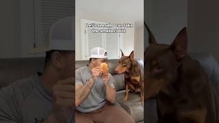 That probably was a small bite to him  #reels #shorts #explore