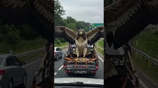 EVACUATION OF THE EAGLE THE KING OF THE SKY  #ai #aivideo #eagle #fake #animals #shorts #shortsvideo