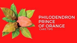 PHILODENDRON PRINCE OF ORANGE || CARE TIPS