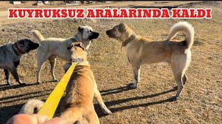 KUYRUKSUZ KÖPEK DUMAN VE ZALIMA KARŞI. DUMAN VE PANTERİ ALIP DEREDEKİ KÖPEKLERİN YANINA GİTTİM