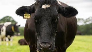 Steve Backshall and Yeo Valley create soundscape melody of an organic dairy farm for the first time