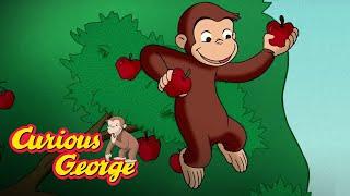 Harvest Season  Curious George Kids Cartoon  Kids Movies Videos for Kids