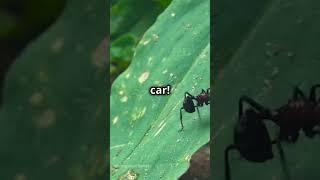 Ant-tastic Facts: Unbelievable Insights into Ant Life!