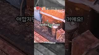 비상!! 벌이 날지를 못해요!! #양봉 #bee #노하우 #벌