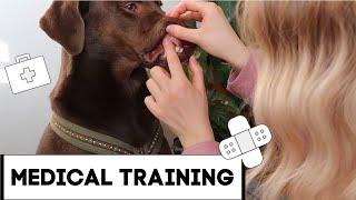 MEDICAL TRAINING ... ERSTE HILFE TRAINING MIT DEM HUND/ TIERARZT/INNEN TRAINING MIT HUND