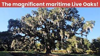 Southern Live Oak: Seen on Oak Island, Southport and Bald Head Islands: North Carolina!