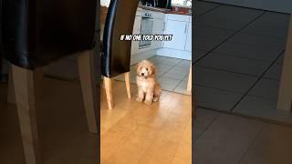 My puppy has a message for you  #cute #funny #dog