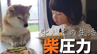 【ドキュメンタリー？】魅力的な食べ物と出会うと、圧力が凄い柴犬