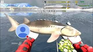 Ловля осетра в игре Ultimate Fishing Simulator