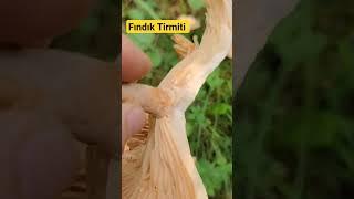 Fındık Tirmiti, Fındık mantarı, Lactarius pyrogalus,Tirmit, Kirmit,#kamuranarslan