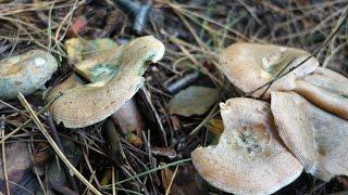 Saffron Milkcap (Lactarius deliciousus) [Filmed Sept 2015]