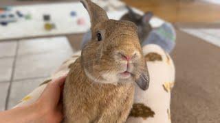 When a Bunny's Cuteness Stops You Dead in Your Tracks!!! 