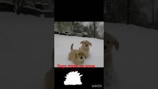 Dogs having fun on snow️#dog #shorts#funny #viral