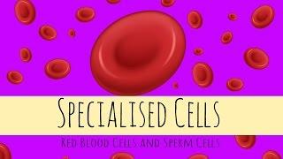 Specialised Cells - Red Blood Cells and Sperm Cells - GCSE Biology