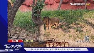 8頭獅子確診! 印度疫情爆發 動物也遭殃｜TVBS新聞