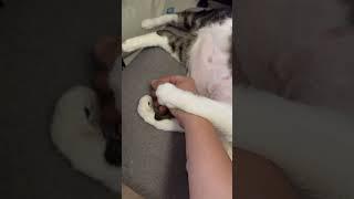 고양이 배 만지기