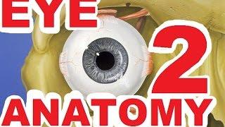 Eye Anatomy - Structure And Function