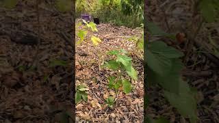 Fall is Here! Mulching with Leaves the EASY Way:) #gardening #nature #mulching