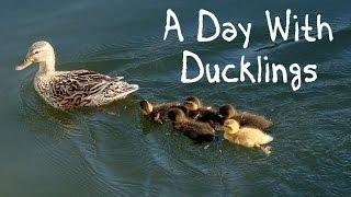 A Day With Ducklings: cute swimming and running ducklings - FreeSchool