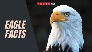 Eagle Facts About These Powerful Birds Of Prey