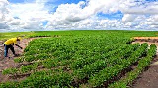 BIGGEST SOYA BEAN FARM in GUYANA Tour