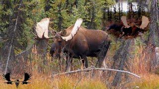 Macmillan Monster, Yukon moose Hunt 2