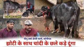 झोटी के साथ चांदी के छले कड़े दूंगा - PINU VARMA DAIRY FARM, SONIPAT / 2 HF COW & JHOTI