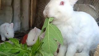 RABBIT NATURAL DEWORMER