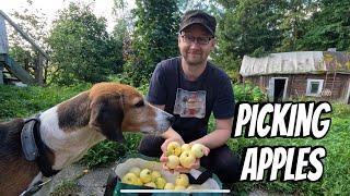 PICKING APPLES + MAKING APPLE JUICE + TASTING SLIPPERY JACKS | THE LINDEMANS