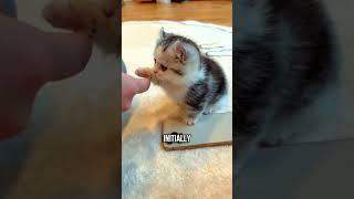 ️How to Make Your Kitten Trust You Quickly