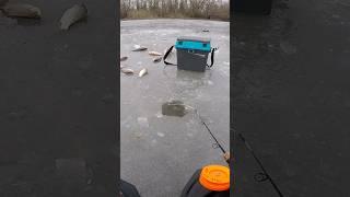 Карась МУТАНТ #shorts #карась #рибалка