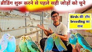 Australian budgies trick of select breeding pair || ब्रीडिंग सीजन से पहले सही जोड़ो को चुने 