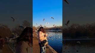Hyde Park diaries  #londonvlog #hydeparklondon #hydepark #naturewalk #trending #walk #birdwatching