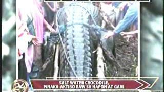 Giant Crocodile captured alive in the Philippines