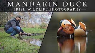 Mandarin Duck - Irish Wildlife Photography (Bird Photography)