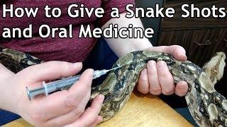 How to Medicate Snakes - Antibiotic Shots and Oral Medication