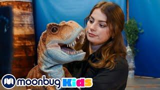 ¡Dinosaurios y tiburón Megalodón gigante! | @TRexRanchEspanol | Moonbug Kids