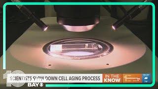 Scientists slow down cell aging process